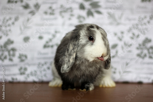 Magpie Holland Lop buck