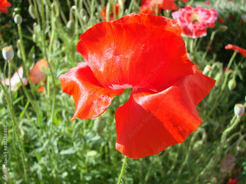 Red Poppy Flowers with a Bee and Wheat Fields on the Background. Red Poppy Flowers with a Bee and Wheat Fields on the Background.