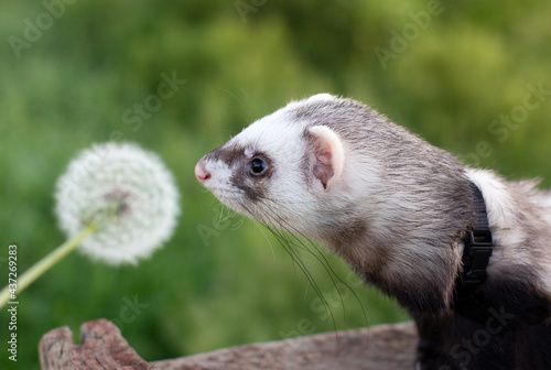 home ferret outside with dendelion flower