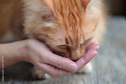 woman is feeding ginger cat on the wooden table, selective focus
