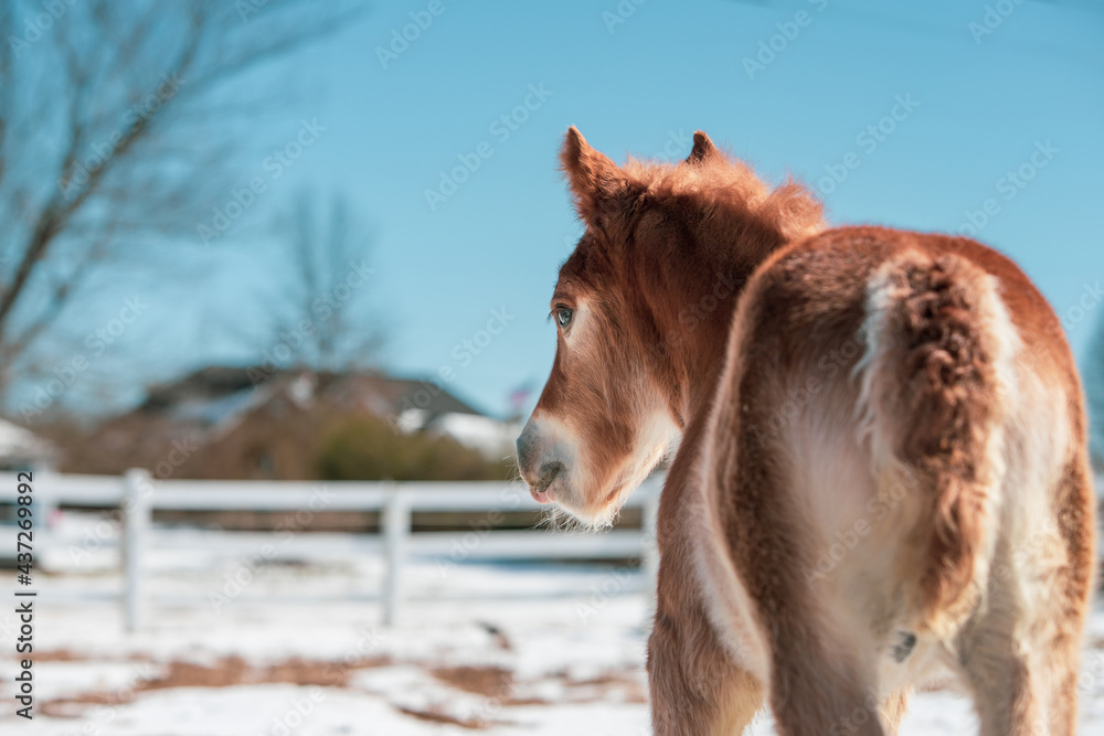 horse colt in the snow