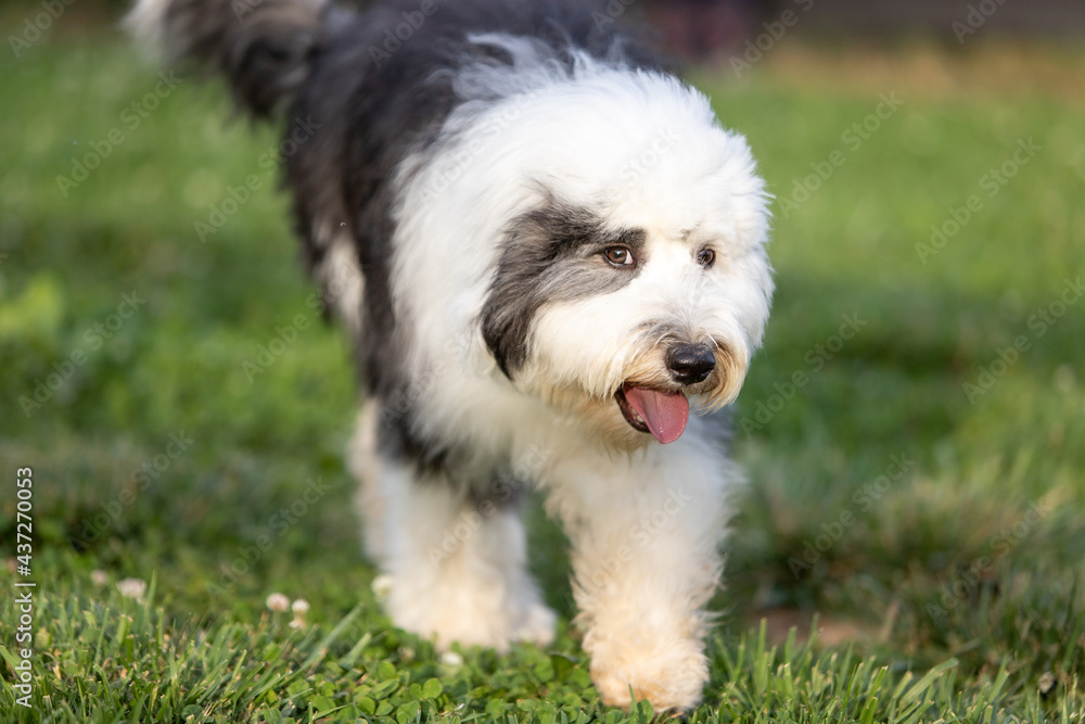 sheepadoodle puppy