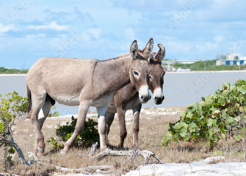 Grand Turk Island Couple Of Wild Donkeys