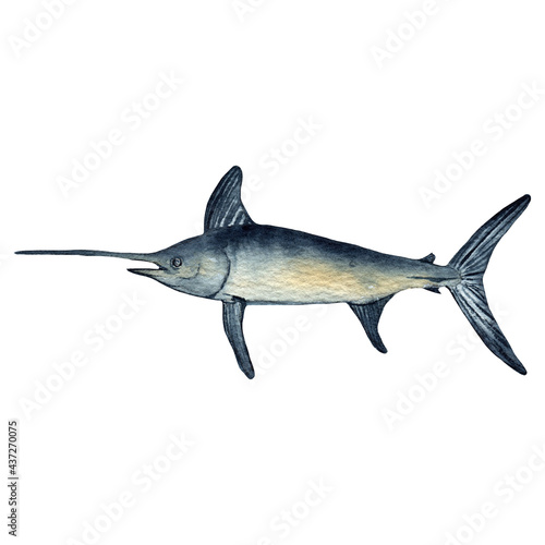 Fish needle.Watercolor hand drawn illustration isolated on white.Ocean.