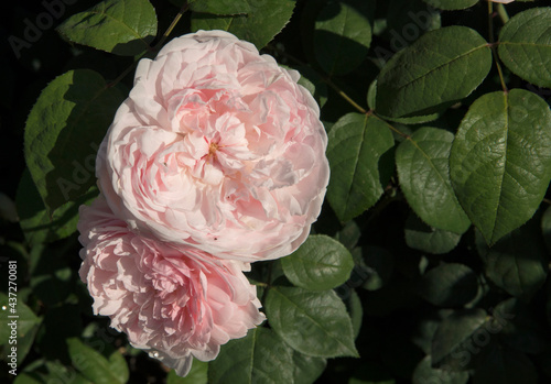 Spring flowers. Roses blossom in the garden. Closeup view of beautiful Rosa Eglantyne, green leaves, flower buds and flowers of white and light pink petals, blooming in the park.