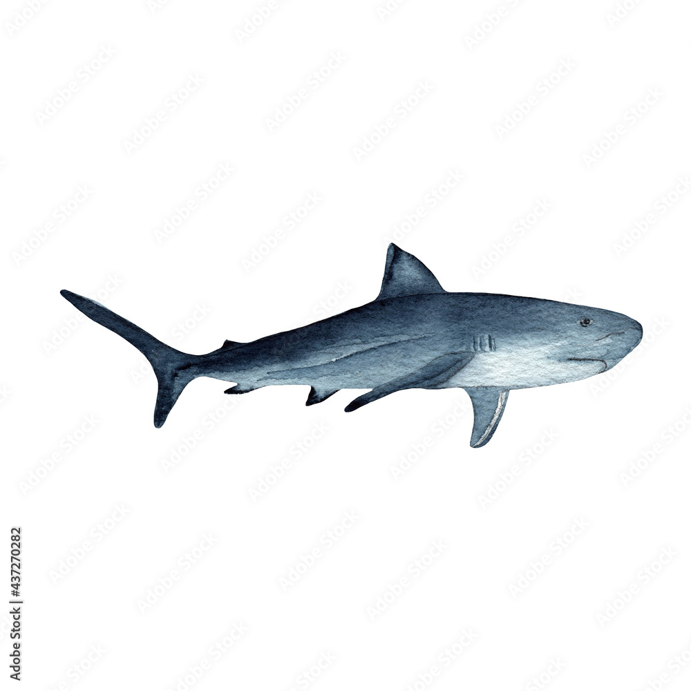 Fototapeta premium Shark.Watercolor hand drawn illustration isolated on white.Ocean.