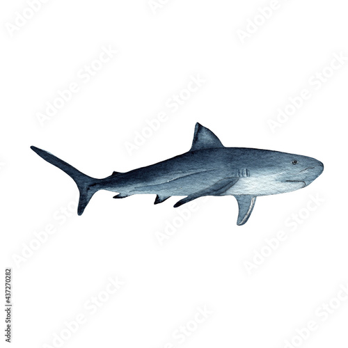 Shark.Watercolor hand drawn illustration isolated on white.Ocean.