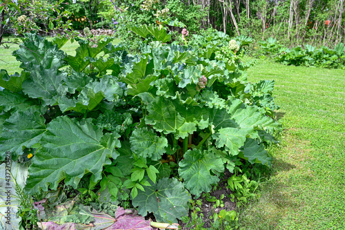 big rhubarb plant in vegetable patch in may