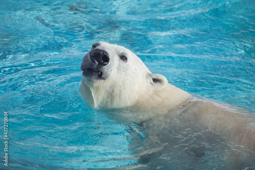 Big polar bear is looking and swimming in the blue water. Head close up. Ursus maritimus or Thalarctos Maritimus. Animals in wildlife.