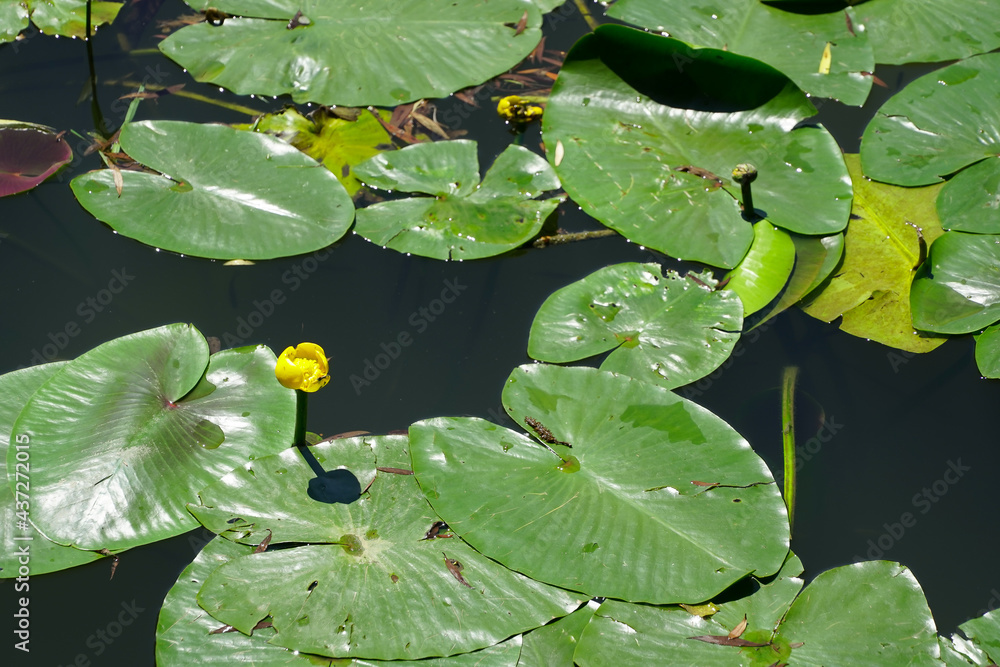waterlilies. yellow water lilies photographed in the botanical garden. waterlilies. yellow water lilies photographed in the botanical garden.