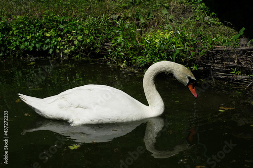 swan. swan in the park. green background. photo during the day.