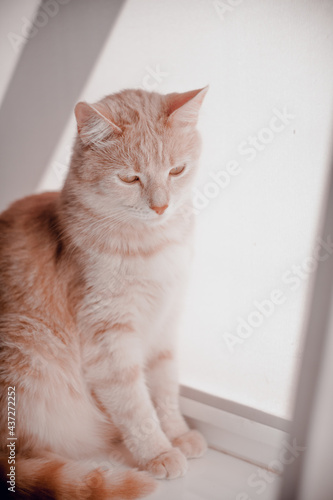 Wallpaper Mural A red cat on the windowsill looks out the window. Image in soft warm colors, life style. Home comfort,concept of pet care Torontodigital.ca