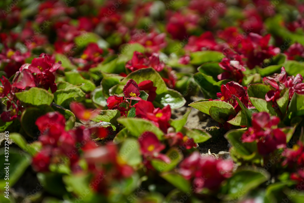 floral arrangement in the Craiova botanical garden. floral arrangement in the Craiova botanical garden.