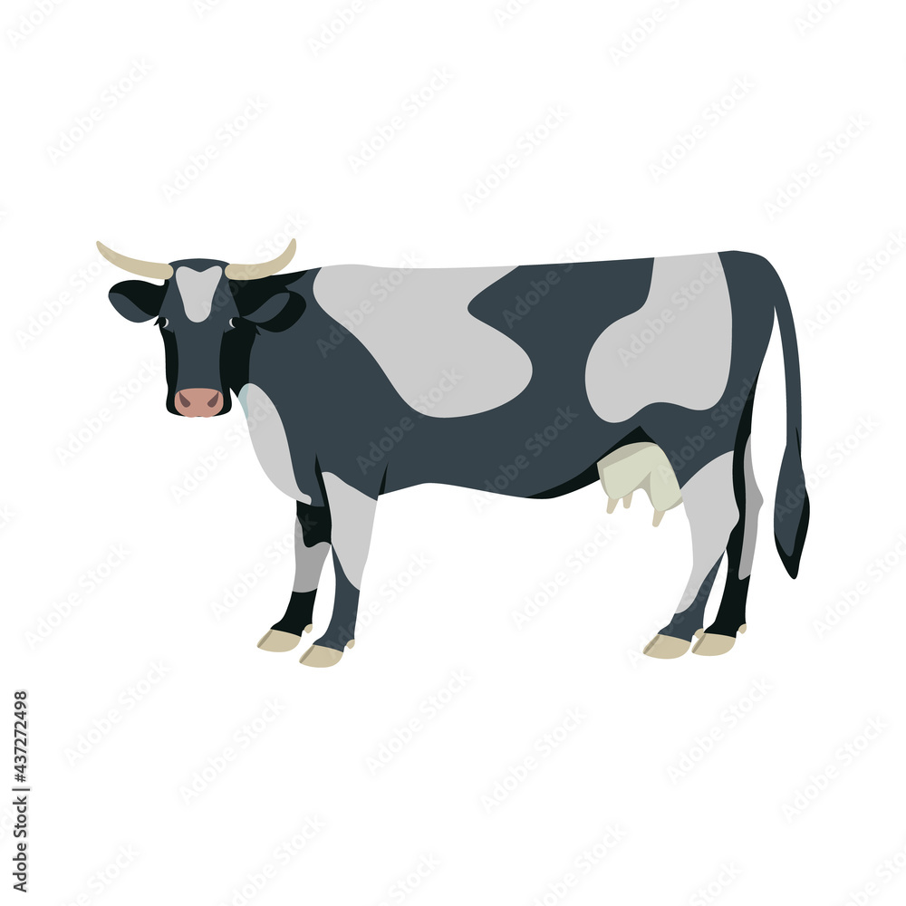 Cow black and white side view. Color vector illustration. White isolated background.