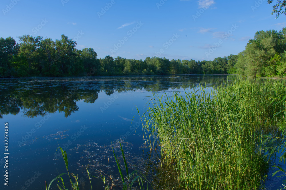 Obraz premium Tranquil landscape view of the Kubíky Lakes on Žitný ostrov, Slovakia, featuring calm blue waters reflecting surrounding green trees and lush reeds under a clear sky.