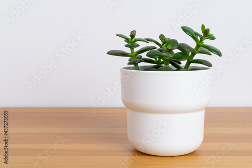 Home plant succulent in white pot at the table.