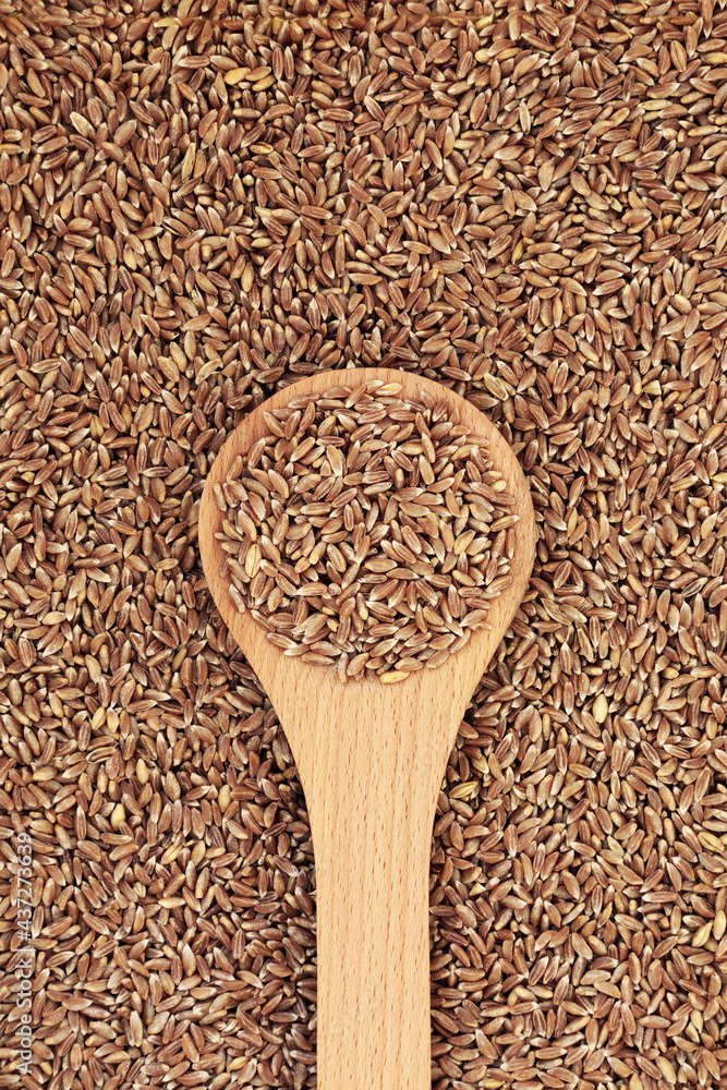 Emmer farro wheat grain in a wooden spoon & forming a background. High