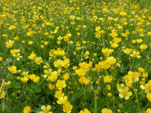 field of yellow flowers in the garden