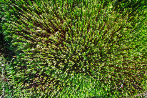 Top view of a lawn covered with a plant Polytrichum commune (also known as common haircap, great golden maidenhair, great goldilocks or common hair moss)