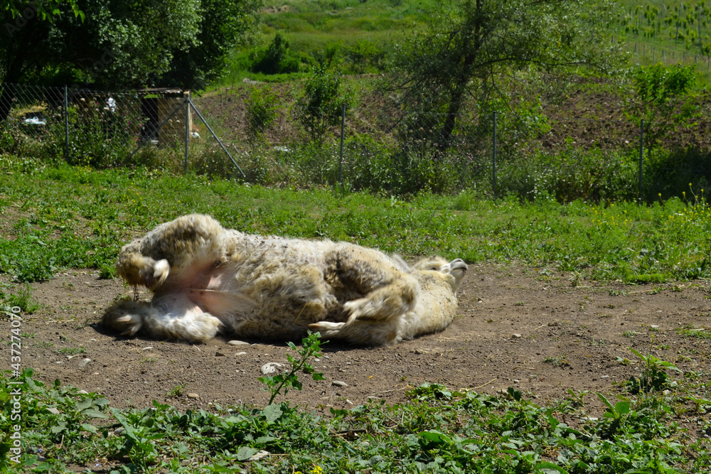 White alpaca playing and laying on the back on the ground on green grass background. Alpaca face and eye, eyelashes. Alpaca farm. Cute animals White alpaca playing and laying on the back on the ground on green grass background. Alpaca face and eye, eyelashes. Alpaca farm. Cute animals