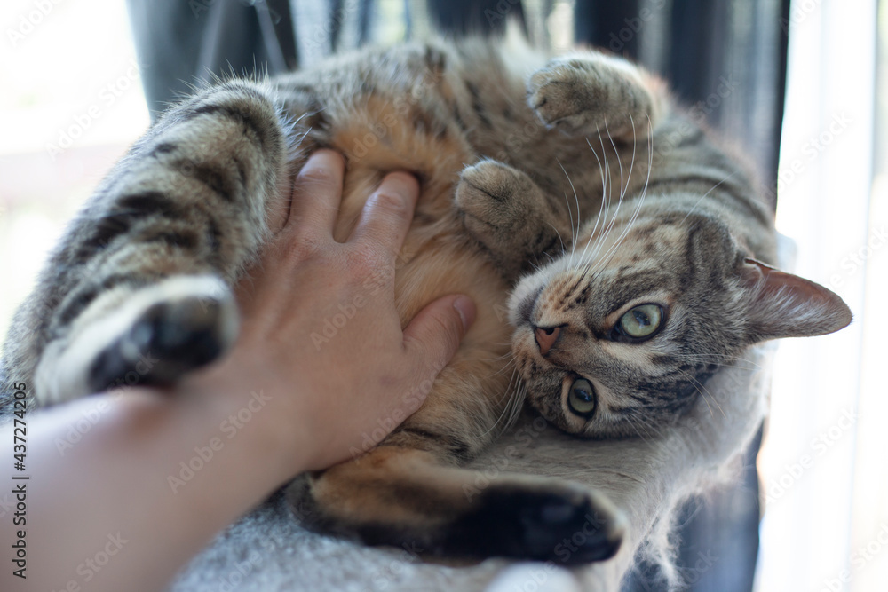 man petting family cat with hand man petting family cat with hand