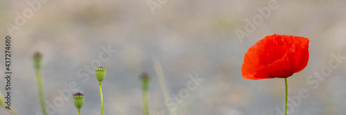 Blooming poppy against a light background as a banner 