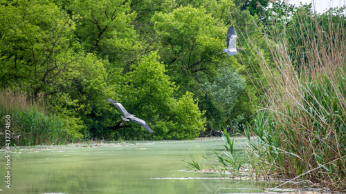 Grey heron (Ardea cinerea), Nature reserve, Carska bara, Serbia photo