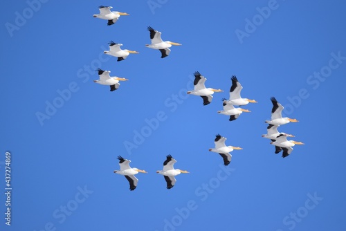 pelicans in flight © mary