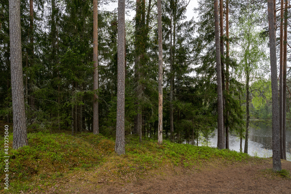 Fototapeta premium lake in the middle of the forest with very dark water and lots of pine trees along the lake shore