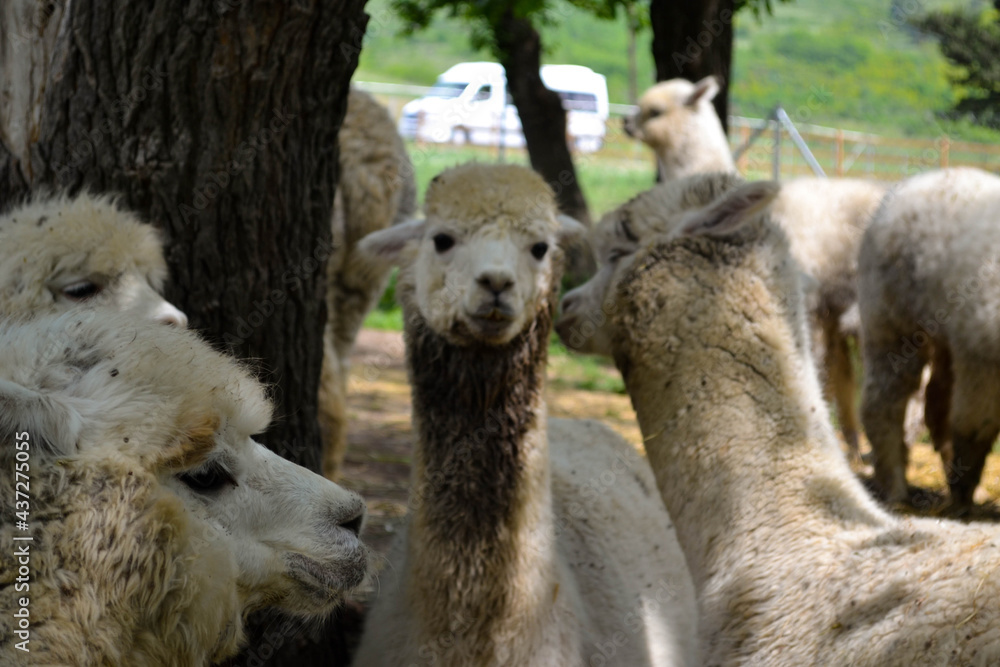 Herd of alpacas on a background of green grass. Alpaca face and eyes, eyelashes. Alpaca farm. Cute animals