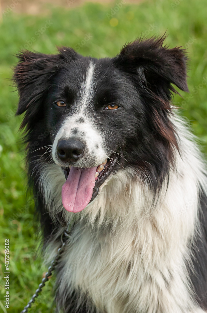 Fototapeta premium Dressage de chiens de troupeau. Border Collie