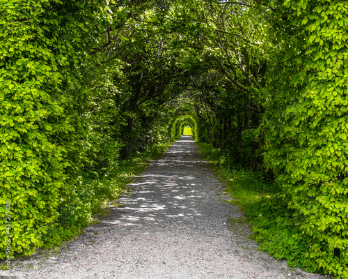 A walk through the woods.  © YOLONDA J