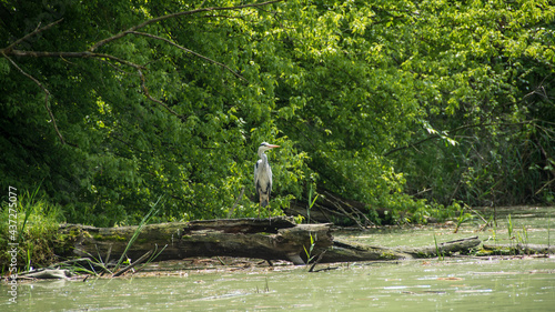 Grey heron (Ardea cinerea), Nature reserve, Carska bara, Serbia photo