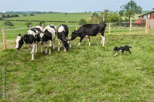 Dressage de chiens de troupeau dans un parc avec vaches. Border Collie