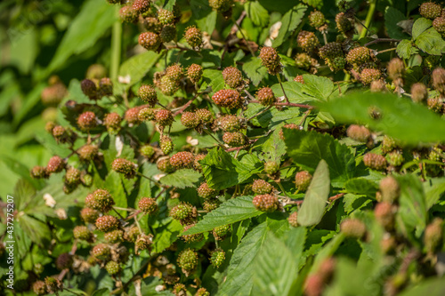 Unripe blackberries on a bush