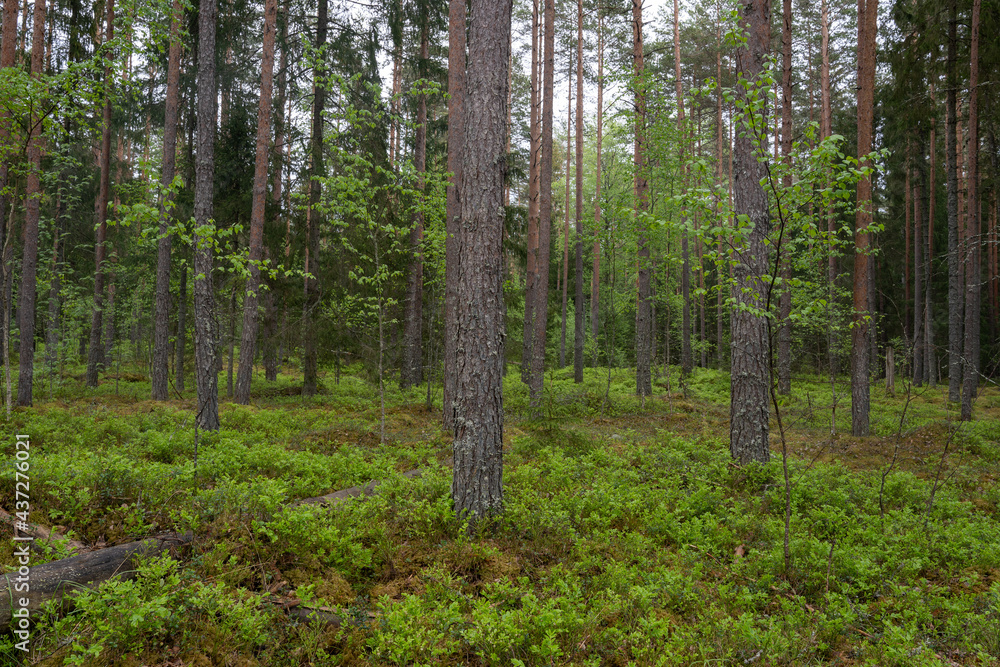 latvian pine forest with green dogs just after the rain latvian pine forest with green dogs just after the rain