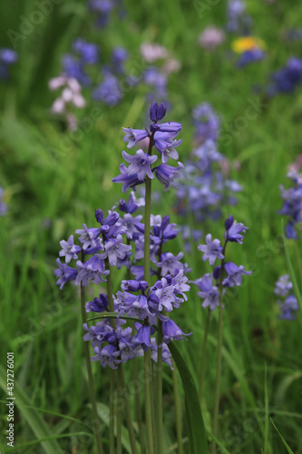 Hasenglöckchen, wilde Hyazynthe