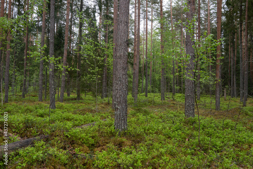latvian pine forest with green dogs just after the rain