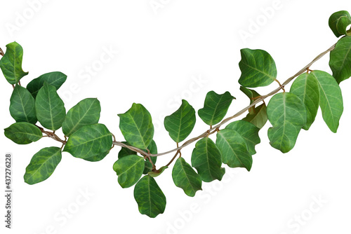 Green leaves jungle vines liana plant (Toxocarpus villosus) growing in wild native to China and Southeast Asia tropical forest isolated on white background, clipping path included. photo