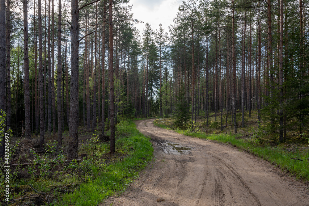 Fototapeta premium dirt road in latvian forest just after rain when trees and trees are wet and bright green