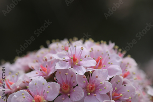 Schildblatt, Darmera, Blüte