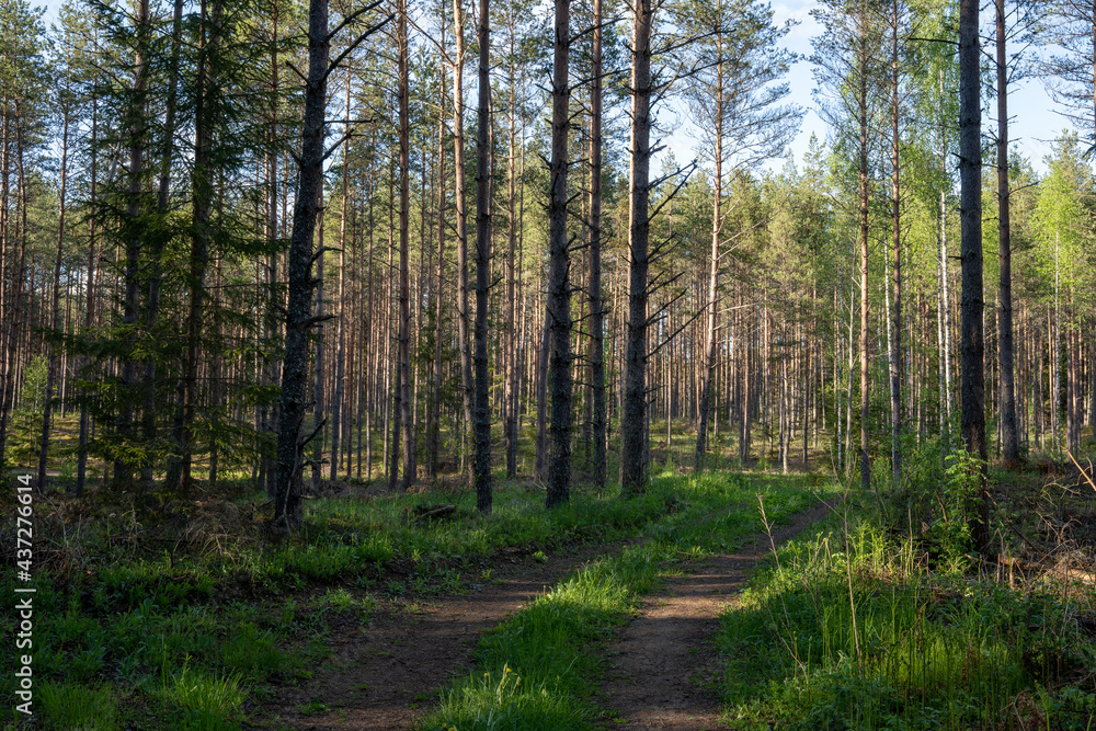 Fototapeta premium dirt road in latvian forest just after rain when trees and trees are wet and bright green
