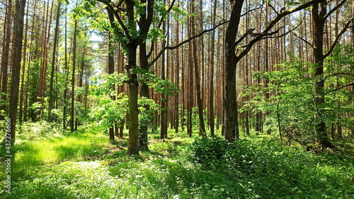 Forest, green landscape in Lower Silesia area. Beautiful spring in Poland.