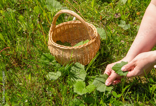 Foto Close up view of person hands picking fresh Tussilago farfara, commonly known as coltsfoot for herbal medicinal porpoises outdoors in spring