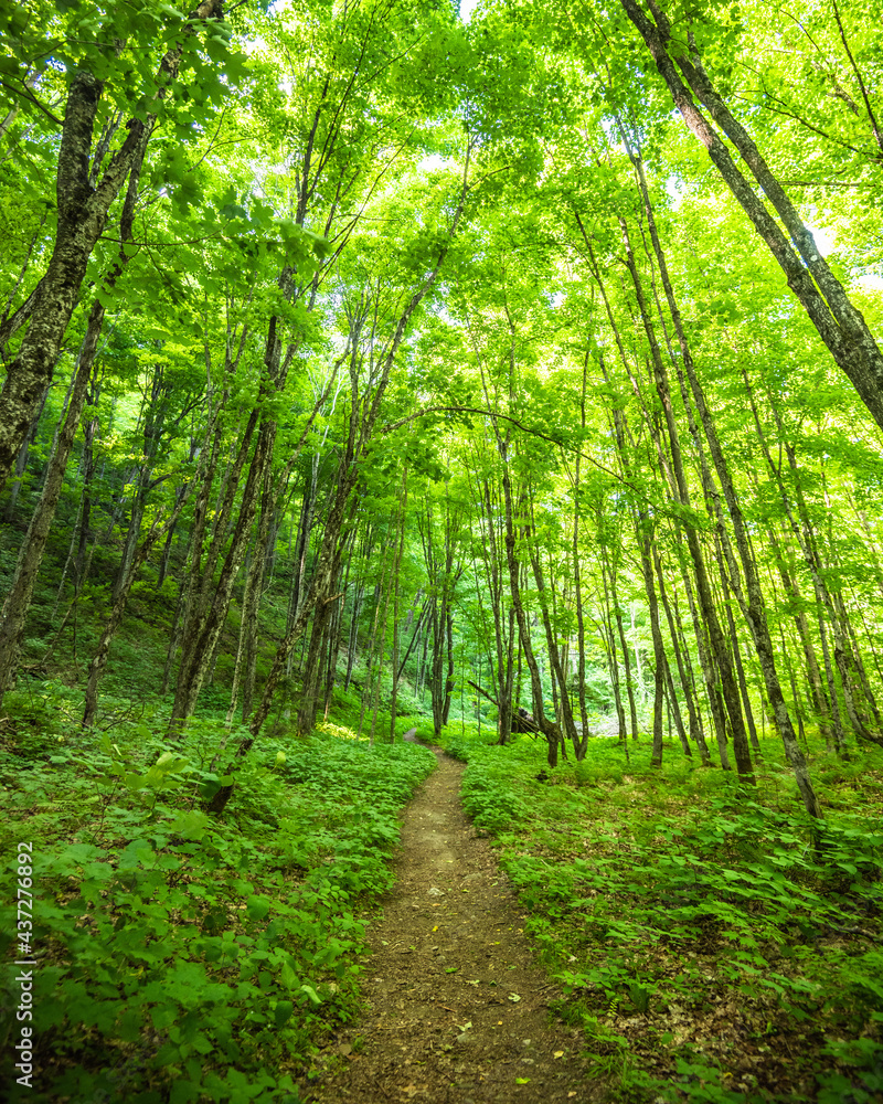 Fototapeta premium Hiking Trail