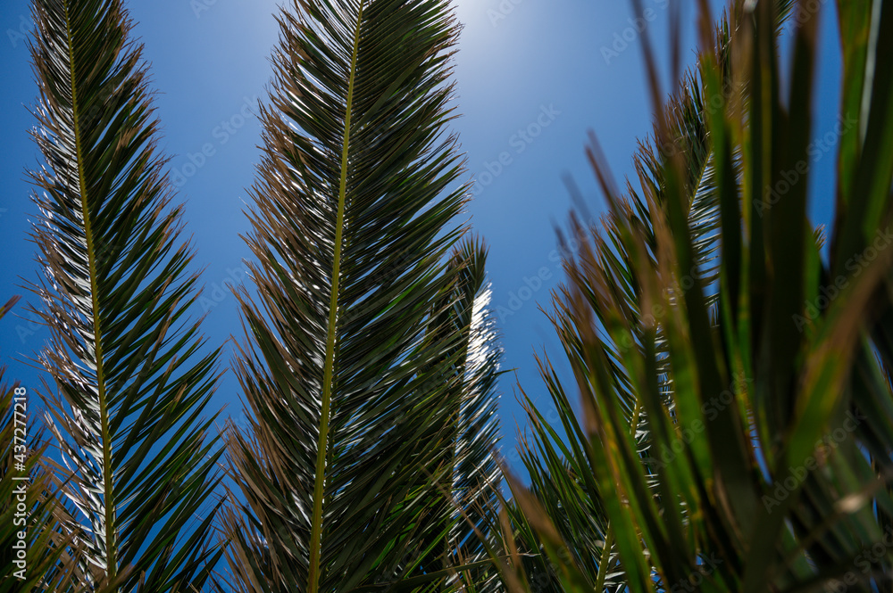 Palm branches in sunlight with blue sky on background. Close-up. Nature background. Palm branches in sunlight with blue sky on background. Close-up. Nature background.