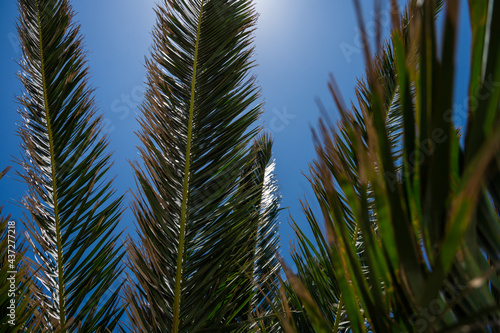 Palm branches in sunlight with blue sky on background. Close-up. Nature background.