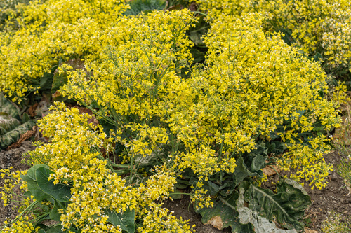 Lompoc, CA, USA - May 26, 2021: Closeup of yellow blooming cauliflower plants, raised for seeds.