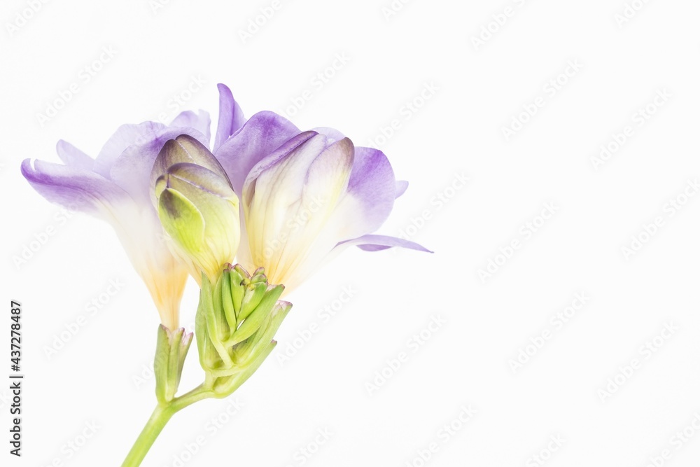 Close up blossom of beautiful light purple violet yellow freesia (Iridaceae, Ixioideae) flower with green buds on white background. Fresh fashion bright neon colors, modern trend in color combination.