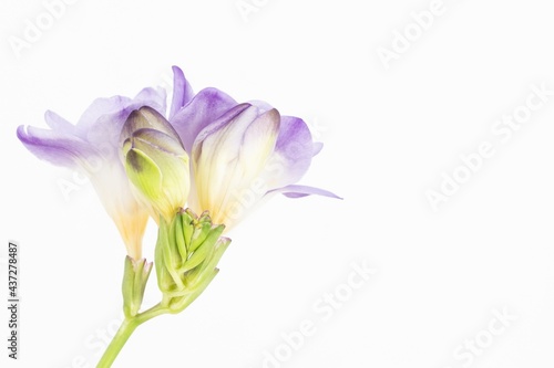 Close up blossom of beautiful light purple violet yellow freesia (Iridaceae, Ixioideae) flower with green buds on white background. Fresh fashion bright neon colors, modern trend in color combination.